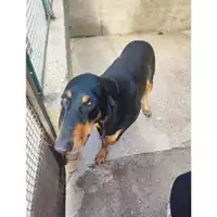Foto dell\'animale COMUNE DI PELLEZZANO - 380260170225980