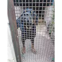 Foto dell\'animale COMUNE DI SALERNO - 380260140181960