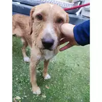 Foto dell\'animale COMUNE DI SALERNO - 380260170225992