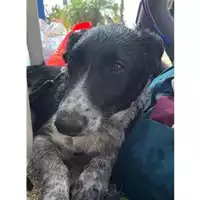 Foto dell\'animale COMUNE DI SALERNO - 380260170244971