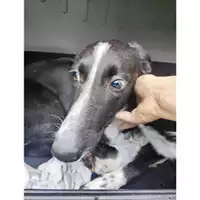 Foto dell\'animale COMUNE DI SALERNO - 380260170226172