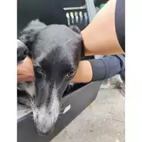 Foto dell\'animale COMUNE DI SALERNO - 380260170226175