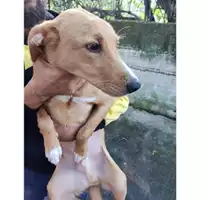 Foto dell\'animale COMUNE DI SALERNO - 380260170262322