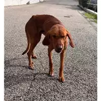Foto dell\'animale COMUNE DI SALERNO - 380260170244064