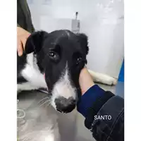 Foto dell\'animale COMUNE DI SALERNO - 380260170244074