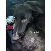Foto dell\'animale COMUNE DI SALERNO - 380260170244802