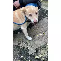 Foto dell\'animale COMUNE DI SALERNO - 380260044671997
