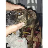 Foto dell\'animale COMUNE DI SALERNO - 380260170244800