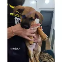 Foto dell\'animale COMUNE DI SALERNO - 380260170244087