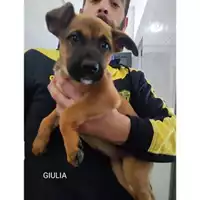 Foto dell\'animale COMUNE DI SALERNO - 380260170244094