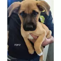 Foto dell\'animale COMUNE DI SALERNO - 380260170244084