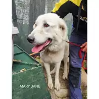 Foto dell\'animale COMUNE DI SALERNO - 380260170226161