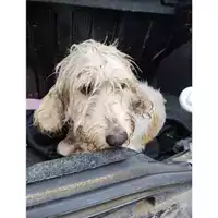 Foto dell\'animale COMUNE DI SALERNO - 380260170244099