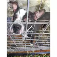 Foto dell\'animale COMUNE DI SALERNO - 380260170244409