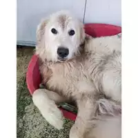 Foto dell\'animale COMUNE DI SACCO - 380260170240713