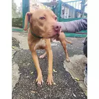 Foto dell\'animale COMUNE DI SALERNO - 380260102482173