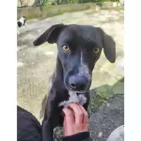 Foto dell\'animale COMUNE DI SALERNO - 380260170226551