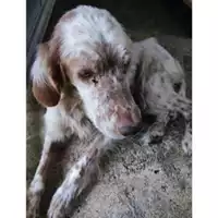 Foto dell\'animale COMUNE DI SACCO - 380260043978823