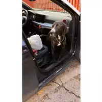 Foto dell\'animale COMUNE DI SALERNO - 380260170225030