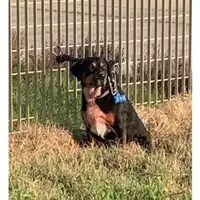 Foto dell\'animale COMUNE DI SALERNO - 380260170244983