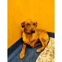 Foto dell\'animale COMUNE DI SALERNO - 380260170244083