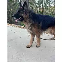 Foto dell\'animale COMUNE DI SALERNO - 380260170244080