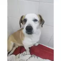 Foto dell\'animale COMUNE DI SALERNO - 380260170244471