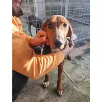 Foto dell\'animale COMUNE DI SALERNO - 380260170237282