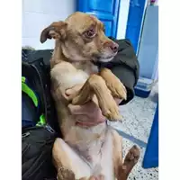 Foto dell\'animale COMUNE DI SALERNO - 380260170244604