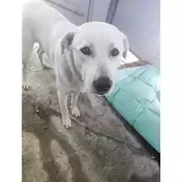 Foto dell\'animale COMUNE DI SALERNO - 380260170225605