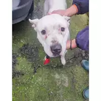 Foto dell\'animale COMUNE DI VIETRI SUL MARE - 380260170085165