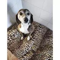Foto dell\'animale COMUNE DI SALERNO - 380260170244439