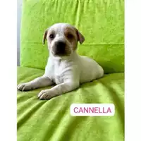 Foto dell\'animale COMUNE DI SALERNO - 380260170244085