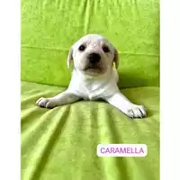 Foto dell\'animale COMUNE DI SALERNO - 380260170244089