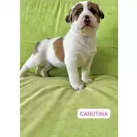 Foto dell\'animale COMUNE DI SALERNO - 380260170244086