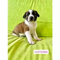 COMUNE DI SALERNO - 380260170244098