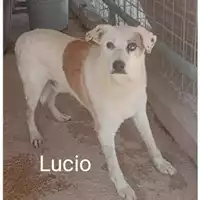 Foto dell\'animale COMUNE DI EBOLI - 380260040475107