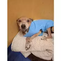 Foto dell\'animale COMUNE DI SALERNO - 380260042607975