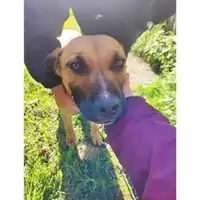 Foto dell\'animale COMUNE DI SALERNO - 380260170226746