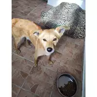 Foto dell\'animale COMUNE DI SALERNO - 380260170244438