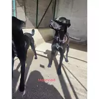 Foto dell\'animale COMUNE DI SALERNO - 380260170244093
