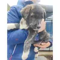Foto dell\'animale COMUNE DI SALERNO - 380260170246800