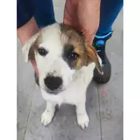 Foto dell\'animale COMUNE DI SALERNO - 380260170246812