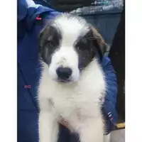 Foto dell\'animale COMUNE DI SALERNO - 380260170246805