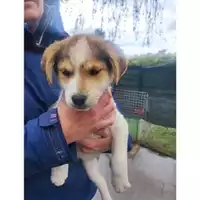 Foto dell\'animale COMUNE DI SALERNO - 380260170246806