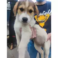 Foto dell\'animale COMUNE DI SALERNO - 380260170244090
