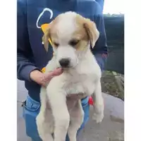 Foto dell\'animale COMUNE DI SALERNO - 380260170244092
