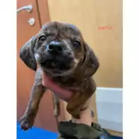Foto dell\'animale COMUNE DI SALERNO - 380260170246807