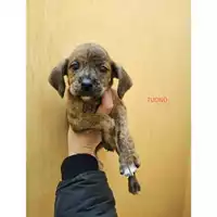 Foto dell\'animale COMUNE DI SALERNO - 380260170246804