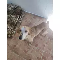 Foto dell\'animale COMUNE DI SALERNO - 380260170225538